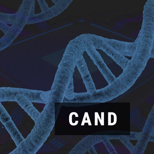 Кандіди визначення ДНК методом ПЛР