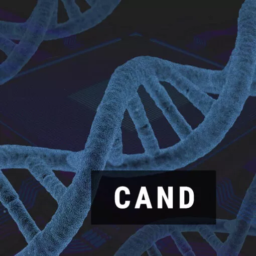 Oznaczanie DNA Candida metodą PCR